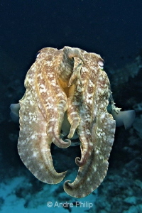 Contact... with a Broadclub cuttlefish (Sepia latimanus) by Andre Philip 